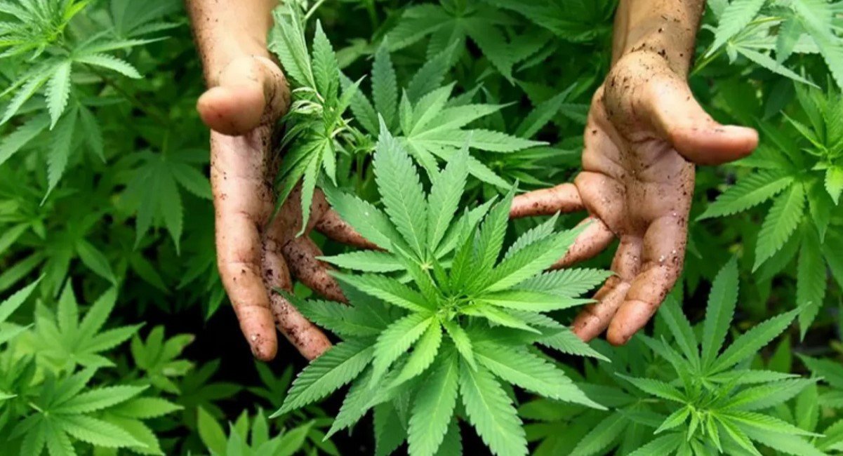 شبكات إجرامية تستهدف الجزائر